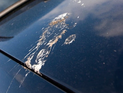 Koje automobile ptice najviše vole da gađaju?